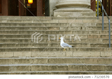 Seagulls on the steps of Spain Seagulls on the steps of Spain 71230570