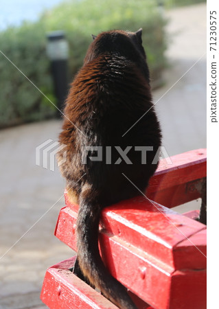 Rear view of a cat on Malta Rear view of a cat on Malta 71230575