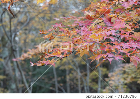 Autumn leaves Red colored leaves Autumn leaves Red colored leaves 71230786