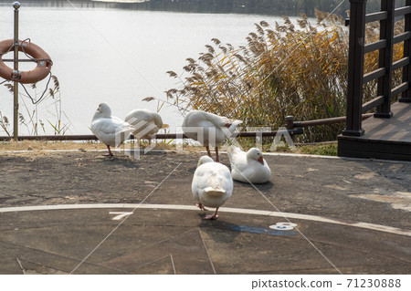 goose goose 71230888