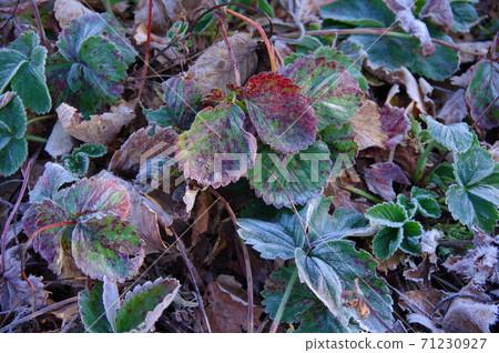On a cold winter morning, the grass in the garden is slightly frosted. On a cold winter morning, the grass in the garden is slightly frosted. 71230927