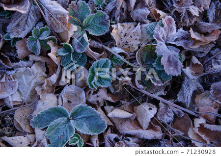 On a cold winter morning, the grass in the garden is slightly frosted. On a cold winter morning, the grass in the garden is slightly frosted. 71230928