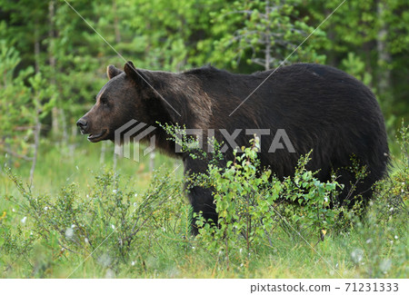 Wild brown bear (Ursus arctos) Wild brown bear (Ursus arctos) 71231333