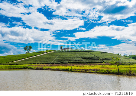 Choui Fong Tea Plantation on a hill that is famous in Chiang Rai and is a popular tourist destination in Thailand. 71231619