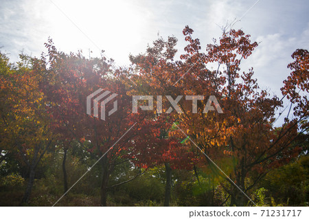 Namsan, Jung-gu, Seoul 71231717