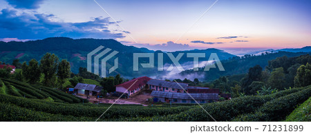 Panorama wiew of House in the middle of a tea plantation on the mountain at 101 tea plantation at sunrise at Doi Mae Salong, Chiang Rai Province, Thailand. Panorama wiew of House in the middle of a tea plantation on the mountain at 101 tea plantation at sunrise at Doi Mae Salong, Chiang Rai Province, Thailand. 71231899