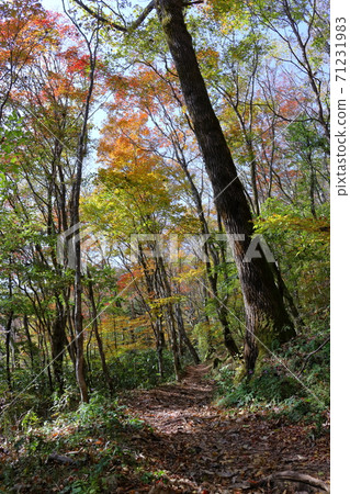 天狗高原自然休閒森林秋葉(四國喀斯特) 天狗高原自然休閒森林秋葉(四國喀斯特) 71231983