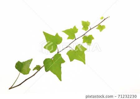 Ivy leaves 71232230