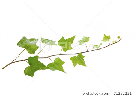 常春藤葉子 71232231
