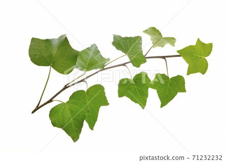 常春藤葉子 71232232