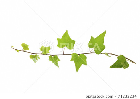 常春藤葉子 71232234