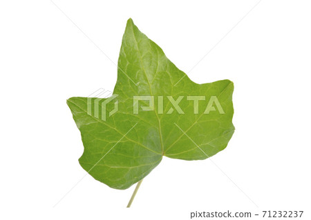 常春藤葉子 常春藤葉子 71232237