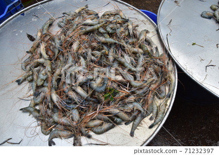 在孟加拉國達卡市場上出售的一堆鮮魚攤位中，有很多鮮蝦 71232397