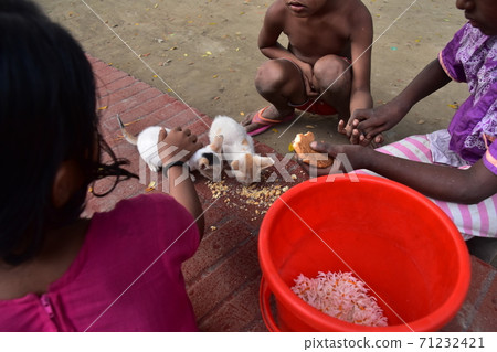 孟加拉國達卡孟加拉國兒童餵養病殘的小貓好朋友男孩和女孩 71232421