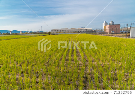 Field near the foot of Mt. Mikami (Omi Fuji) (Yasu City, Shiga Prefecture) Field near the foot of Mt. Mikami (Omi Fuji) (Yasu City, Shiga Prefecture) 71232796