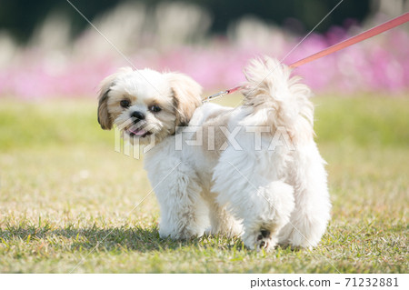 Shih tzu 71232881