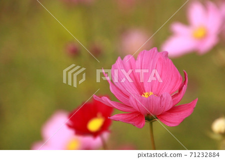 愛媛縣三間町的波斯菊領域開花前的紅色波斯菊 71232884