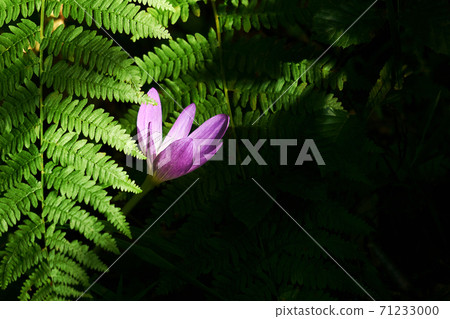 autumn crocus flower illuminated by a sunbeam in a shady undergrowth among the ferns autumn crocus flower illuminated by a sunbeam in a shady undergrowth among the ferns 71233000