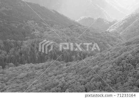 秋天的樹葉景觀單色 秋天的樹葉景觀單色 71233164