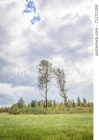 Lonely birch trees leaning towards each other against the cloudy sky Lonely birch trees leaning towards each other against the cloudy sky 71233168