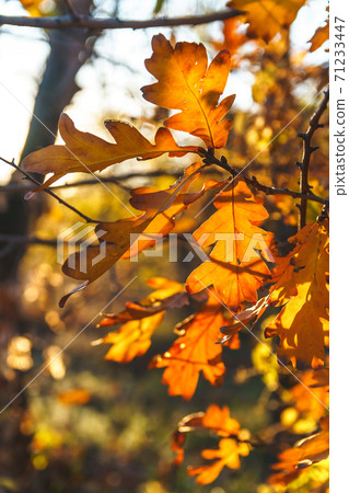 Colorful leaves on blurred autumn background. 71233447
