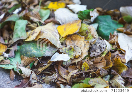 Autumn fallen leaves on green grass in park. Autumn fallen leaves on green grass in park. 71233449