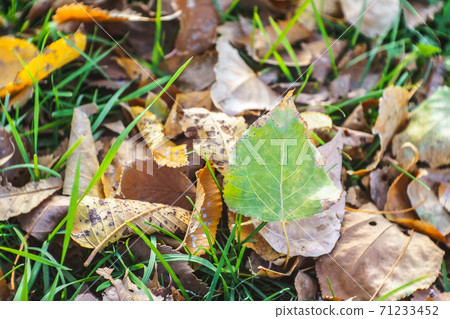 Fallen colorful leaves on green grass. Fallen colorful leaves on green grass. 71233452