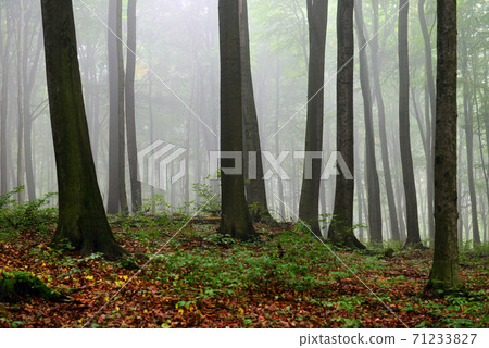 Foggy forest 71233827