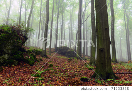 Foggy forest 71233828