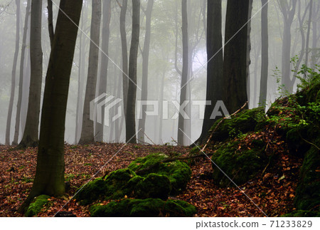 Foggy forest 71233829