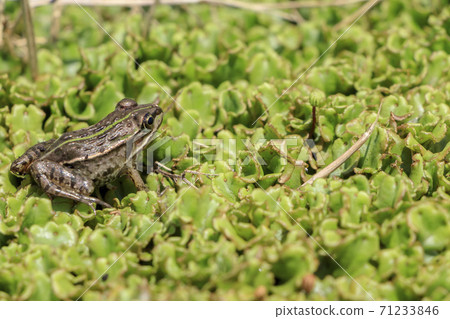 Dalf frog Dalf frog 71233846