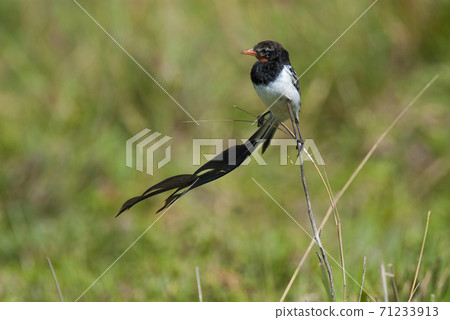 Strange tailed Tyrant Strange tailed Tyrant 71233913