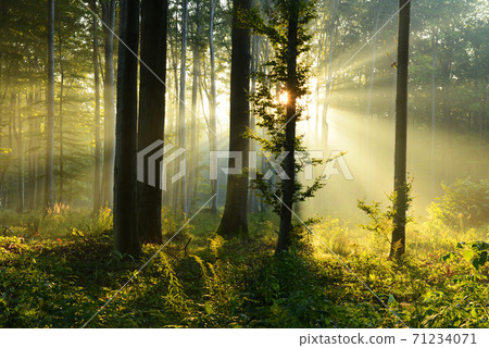 Morning in the forest Morning in the forest 71234071