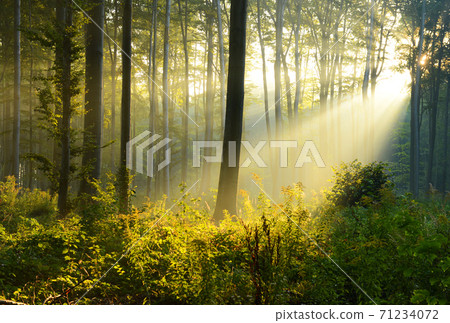 Morning in the forest Morning in the forest 71234072