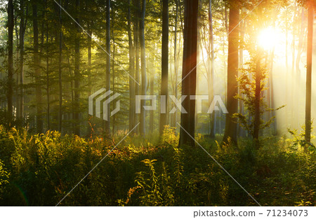 Morning in the forest Morning in the forest 71234073