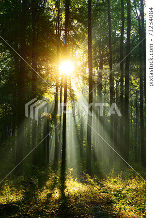 Morning in the forest Morning in the forest 71234084