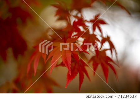 Maple leaves, Ansan city, Gyeonggi-do Maple leaves, Ansan city, Gyeonggi-do 71234537