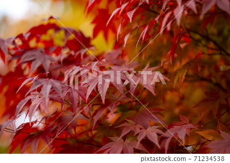 楓葉,安山市,京畿道 楓葉,安山市,京畿道 71234538