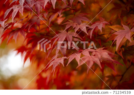 楓葉,安山市,京畿道 楓葉,安山市,京畿道 71234539