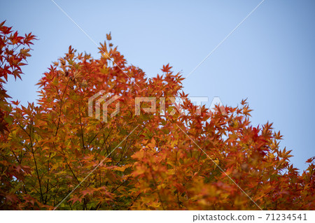 楓葉,安山市,京畿道 楓葉,安山市,京畿道 71234541