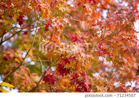 Maple leaves, Ansan city, Gyeonggi-do Maple leaves, Ansan city, Gyeonggi-do 71234587