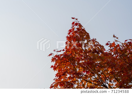 楓葉,安山市,京畿道 楓葉,安山市,京畿道 71234588