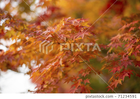 楓葉,安山市,京畿道 楓葉,安山市,京畿道 71234591