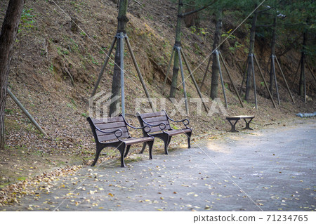 Maple leaves, Ansan city, Gyeonggi-do 71234765