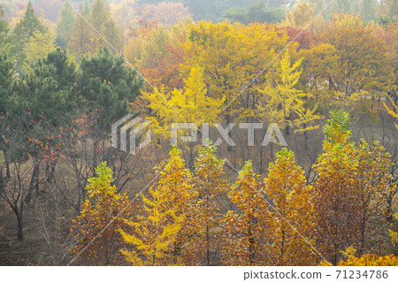 楓葉,安山市,京畿道 楓葉,安山市,京畿道 71234786