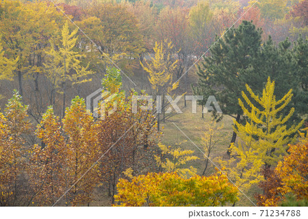 Maple leaves, Ansan city, Gyeonggi-do Maple leaves, Ansan city, Gyeonggi-do 71234788