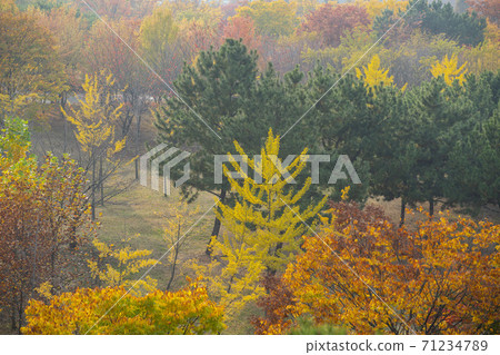 Maple leaves, Ansan city, Gyeonggi-do Maple leaves, Ansan city, Gyeonggi-do 71234789