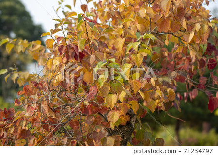 Maple leaves, Ansan city, Gyeonggi-do Maple leaves, Ansan city, Gyeonggi-do 71234797