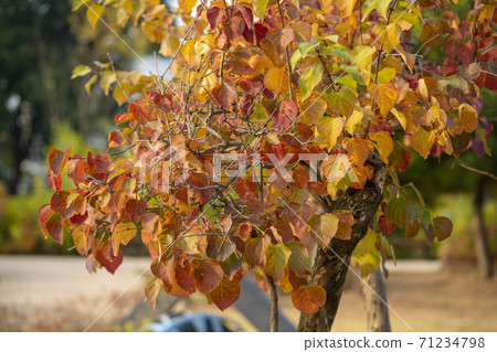 Maple leaves, Ansan city, Gyeonggi-do Maple leaves, Ansan city, Gyeonggi-do 71234798