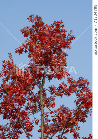 Maple leaves, Ansan city, Gyeonggi-do Maple leaves, Ansan city, Gyeonggi-do 71234799